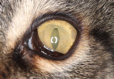 Diagnosis and treatment of feline eosinophilic keratoconjunctivitis