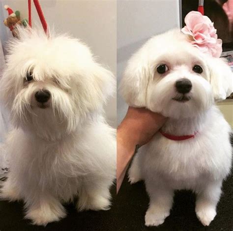 30 best maltese haircuts for dog lovers – Artofit