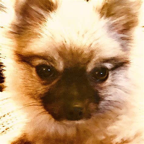 A+ Professional Pet Grooming | Peoria IL