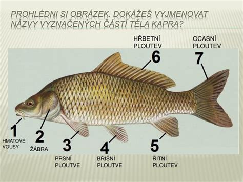 PPT - Kapr obecný PowerPoint Presentation - ID:5082448
