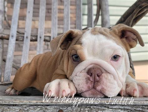 Bulldog Puppies For Sale In Ohio