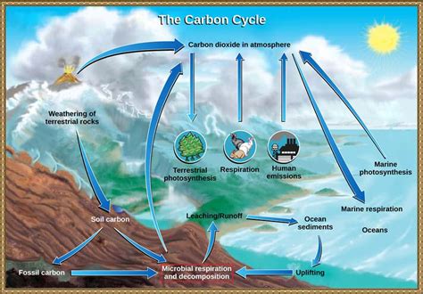 carbon cycles lesson teachengineering