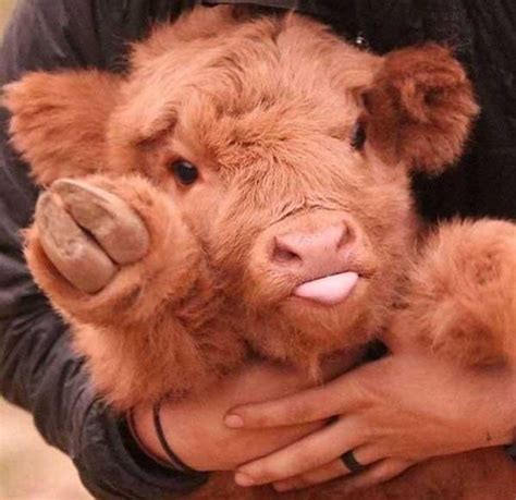 Cute Happy Baby Animals