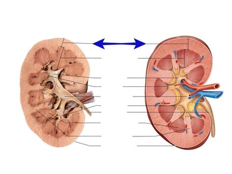 Figure 25.4 Internal anatomy of the kidney Flashcards | Quizlet