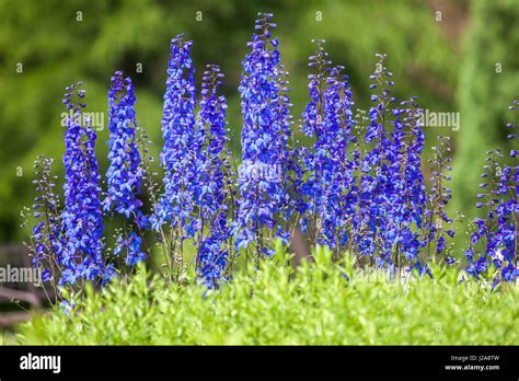 Delphinium elatum hi-res stock photography and images - Alamy