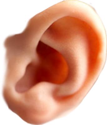 Ухо PNG