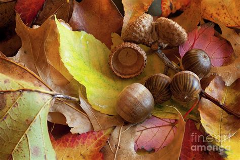 Autumn acorns Photograph by Stephen McCabe - Fine Art America