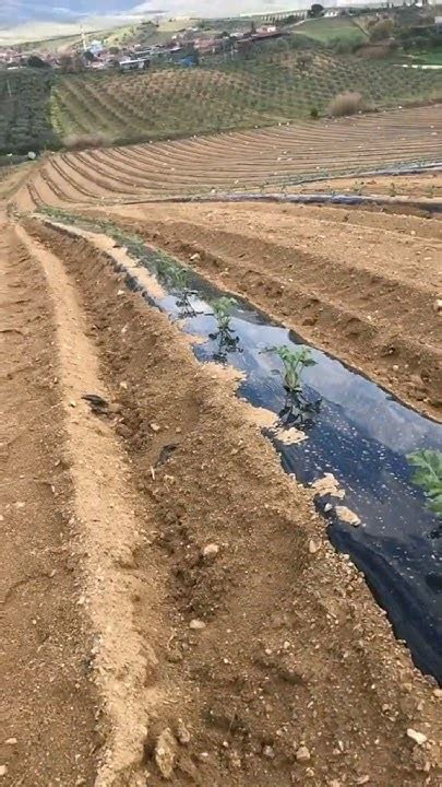 Капельный полив арбуза 🌱💦🍉 - YouTube