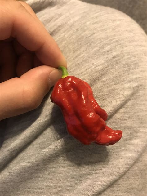 Red Ghost Pepper first batch [MIC] : r/gardening