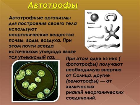 Питание клетки - презентация онлайн