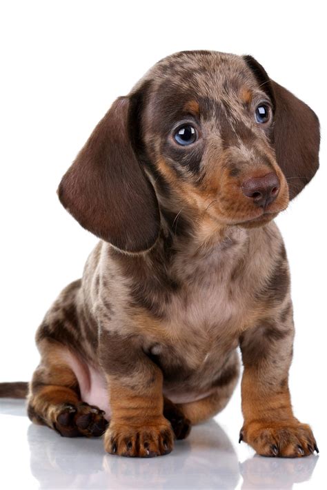 Dachshund Dogs (27 Wonderful Weiner Dogs) - Talk to Dogs