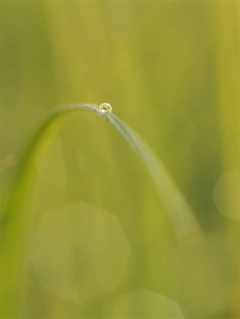 Tröpfchen (Forum für Naturfotografen)