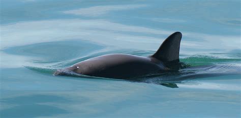 vaquita wikipedia