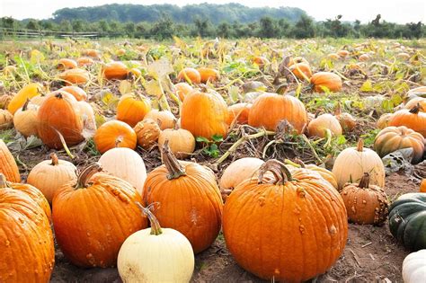 These Are The 10 Biggest (And Best) Pumpkin Patches In The Country