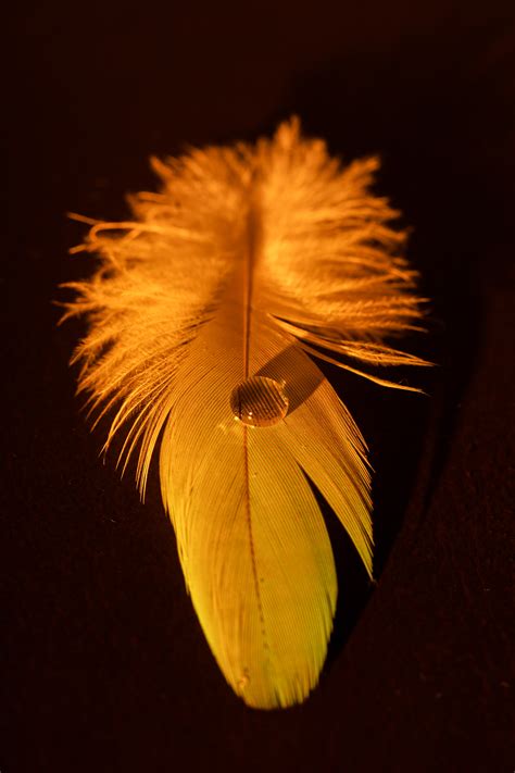 The Feather and the droplet :: Behance