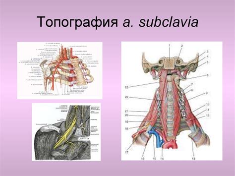 Анатомия артерий - презентация онлайн