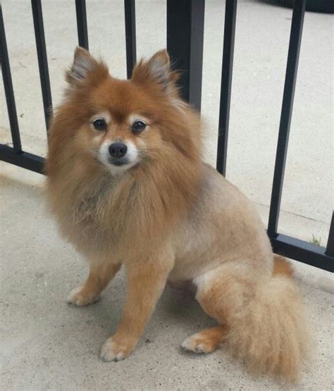 Pomeranian Dog Lion Haircut