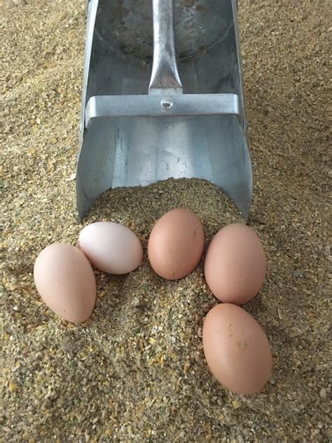 Cleaning Fresh Eggs