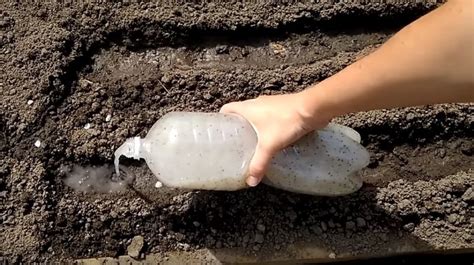 Посадка моркови