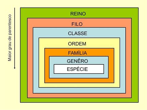 Dominio Reino Filo Classe Ordem Familia Genero Especie