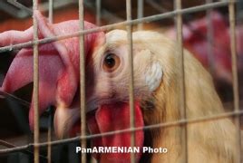 В Армении резко вырастет пошлина на мясо птицы: Министр предлагает ...