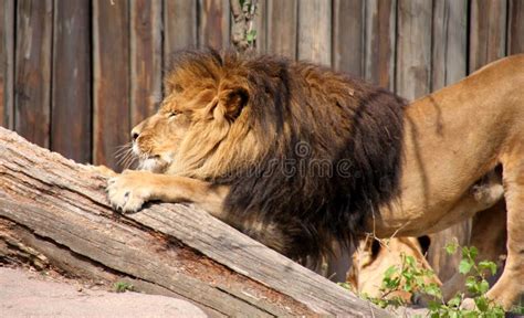 Lion Stretching Picture. Image: 5040890