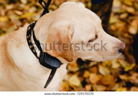 Electric Collars: Over 6,366 Royalty-Free Licensable Stock Photos ...