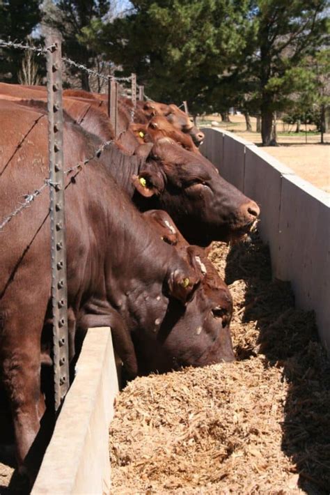Meet the Bonsmara: A versatile beef cattle breed – AgriOrbit