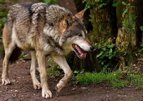 entre legende  realite lobservatoire du loup veut trancher oceane