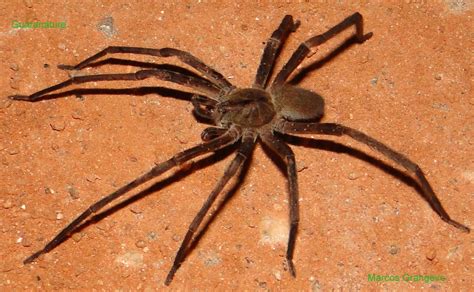 Aranha Grande E Perigosa - Imagem De Aranha Venenosa - FDPLEARN