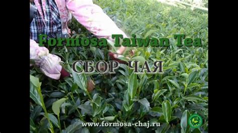 Сбор чая "Формоза Тайвань Чай" | www.formosa-chaj.ru - YouTube