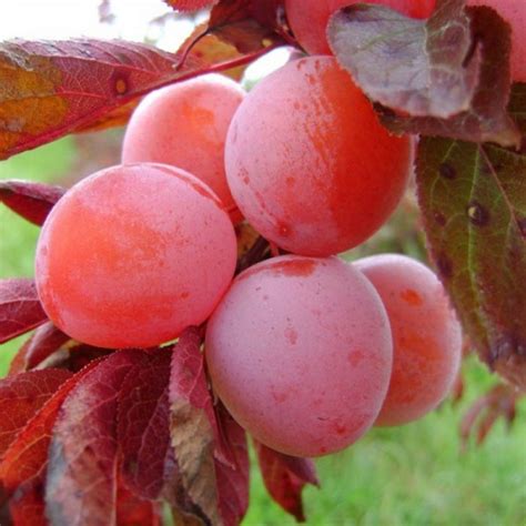 Купить саженцы Слива Красный шар в питомнике. Описание сорта ...