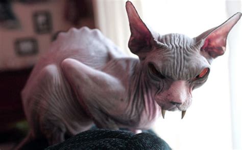 edit of evil looking Sphynx cat | this cat was scary.. I mad… | Flickr