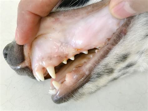 Anemic Dog Gums