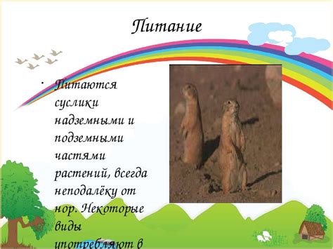 Презентация "Суслик" - скачать бесплатно
