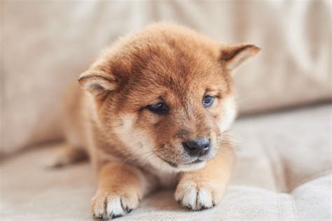 Shiba Inu Showdown: Test Your Knowledge of Japan's Iconic Dog Breed ...