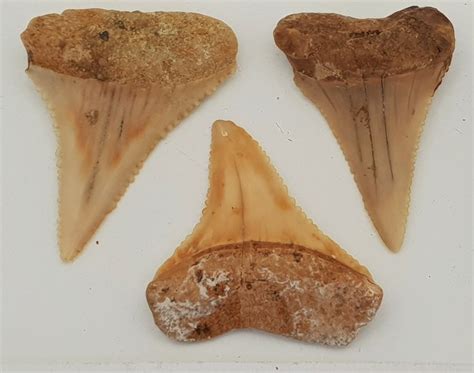 Rare shark teeth from Chile - Carcharodon carcharias - 3,4 - Catawiki