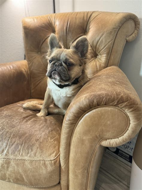 French bulldog rescue near me helps families find pets easily 34