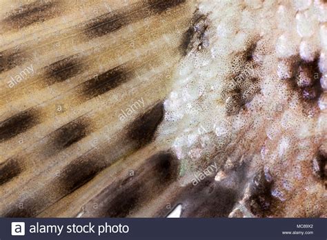 Fish Fins Close Up