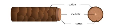 structure hair  section  microscope illustration brown