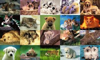 Free Screensavers For PC: Animals Screensavers