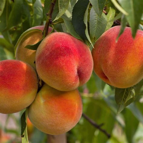 Elberta Peach | Plants Express