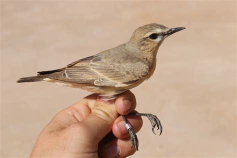 Abundant passage of Isabelline Wheatear in eastern Morocco - MaghrebOrnitho