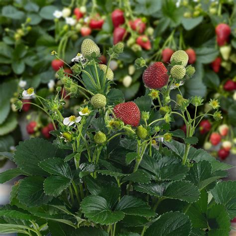 'DELIZZ' Strawberry Planter – Jardineries Botanix