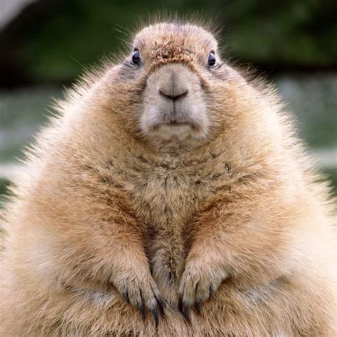 Create comics meme "gopher animal, gopher" - Comics - Meme-arsenal.com
