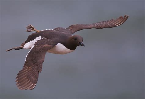 Lumme (Forum für Naturfotografen)
