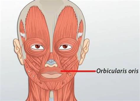 Orbicularis Oris - Focus Dentistry