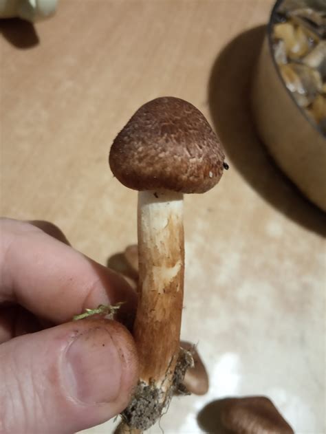 Рядовка бородатая (Tricholoma vaccinum) фото и описание