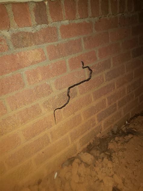What kind of snake is climbing my wall? : r/snakes