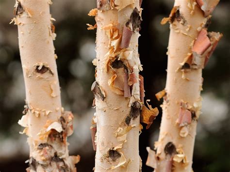 How To Pick The Best Birch For Your Yard